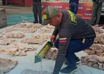 comercialización de chigüire