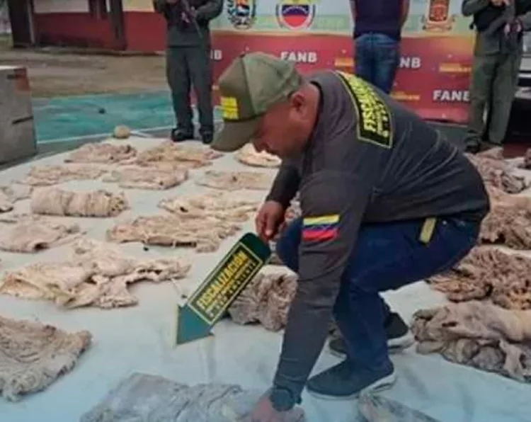 comercialización de chigüire