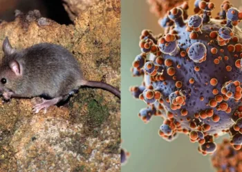 hantavirus