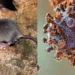 hantavirus