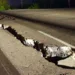 Enormes grietas se produjeron la carretera Morón-Coro.