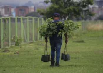 “Sembrando Árboles para la Vida” forma parte del Plan Nacional de Reforestación Chuquisaca 2025-2026.