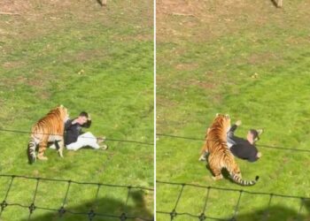 El hombre entró al área del felino y el animal lo atacó.