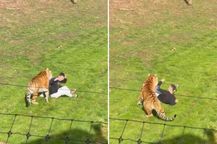 El hombre entró al área del felino y el animal lo atacó.