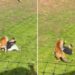 El hombre entró al área del felino y el animal lo atacó.